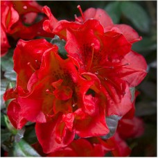 Encore Azalea Autumn Fire, True Red Semi-Double Blooms   554826808